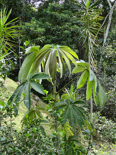 POUROUMA CECROPIIFOLIA